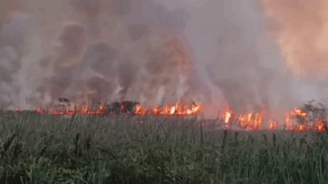 Incendio Forestal en Pucallpa: Cuatro Caseríos y 500 Hectáreas son Afectadas en Manantay