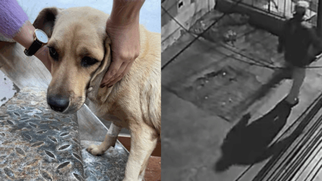 Cámaras de Seguridad Exponen Cruel Ataque a Perrita en Chimbote