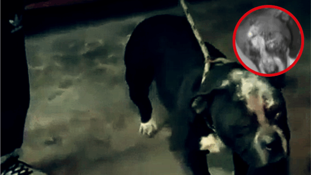La doble crueldad en Ate: Un vecino le habría destrozado el rostro a un perro y la Policía le habría negado el auxilio