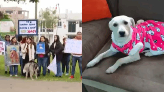Envenenan a 12 perros en parque de Los Olivos